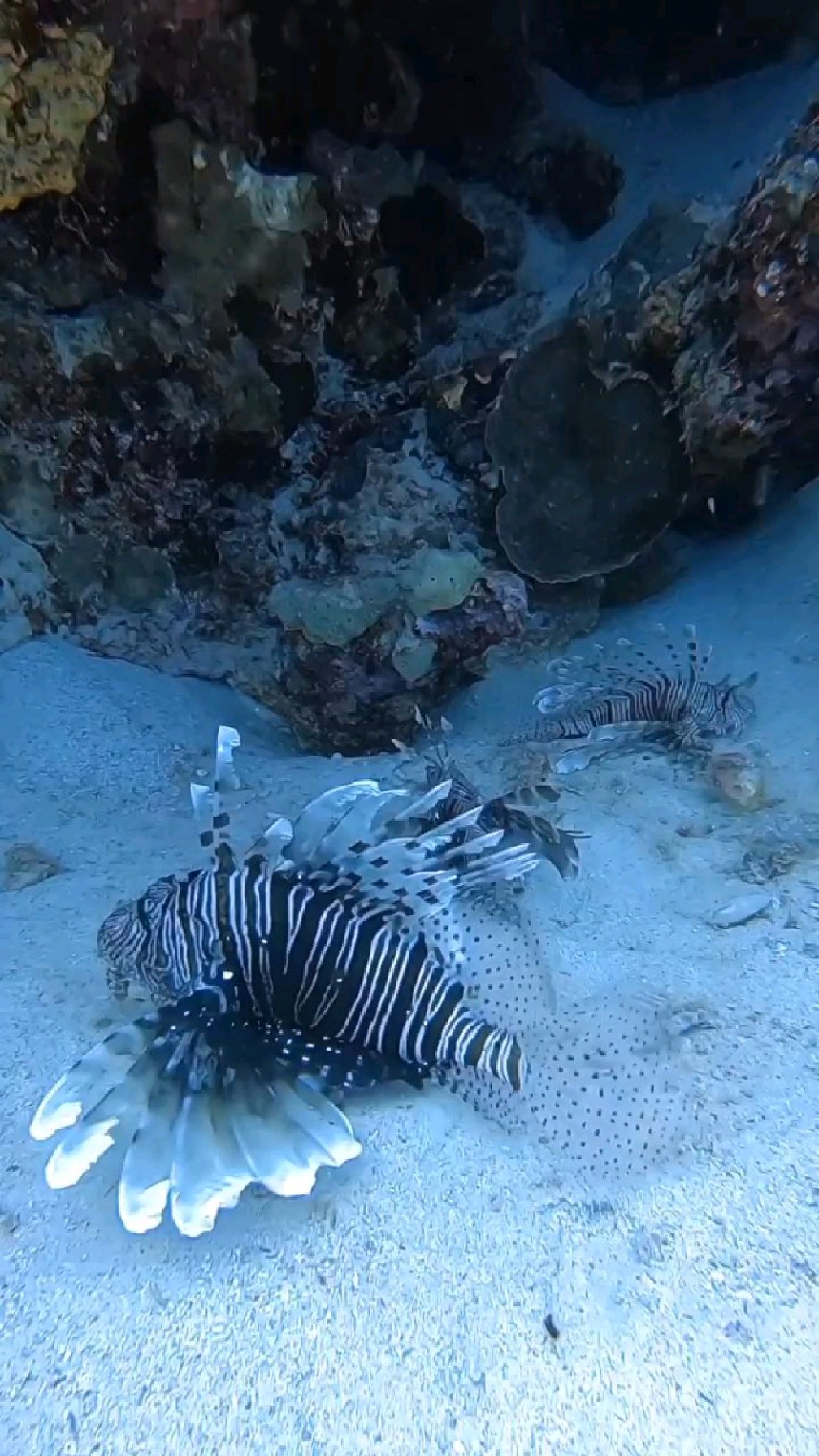 海底中的狮子鱼