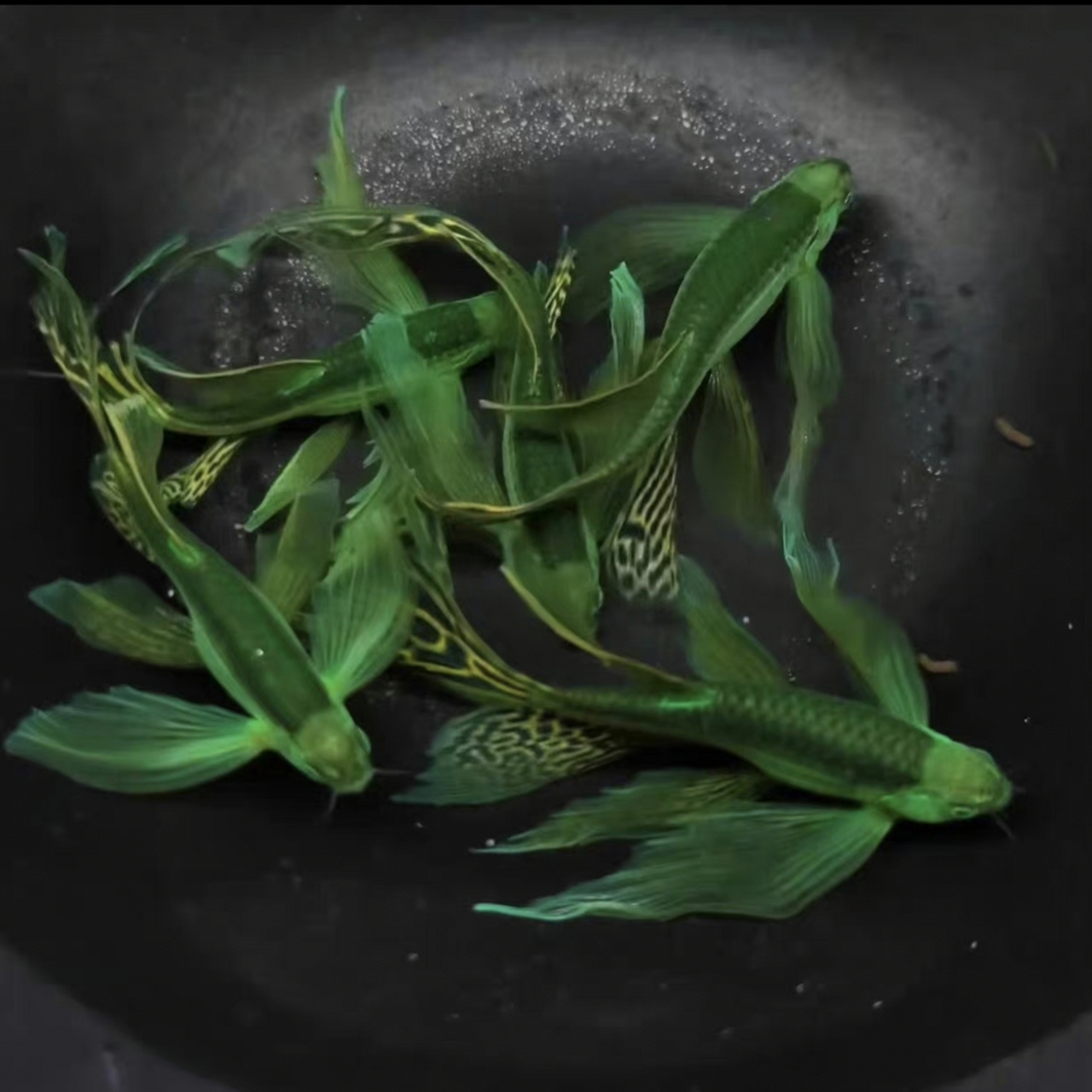 看中了一条梦中情鱼,比如常见的荧光绿蝶翼斑马好看很多,然后看了一眼