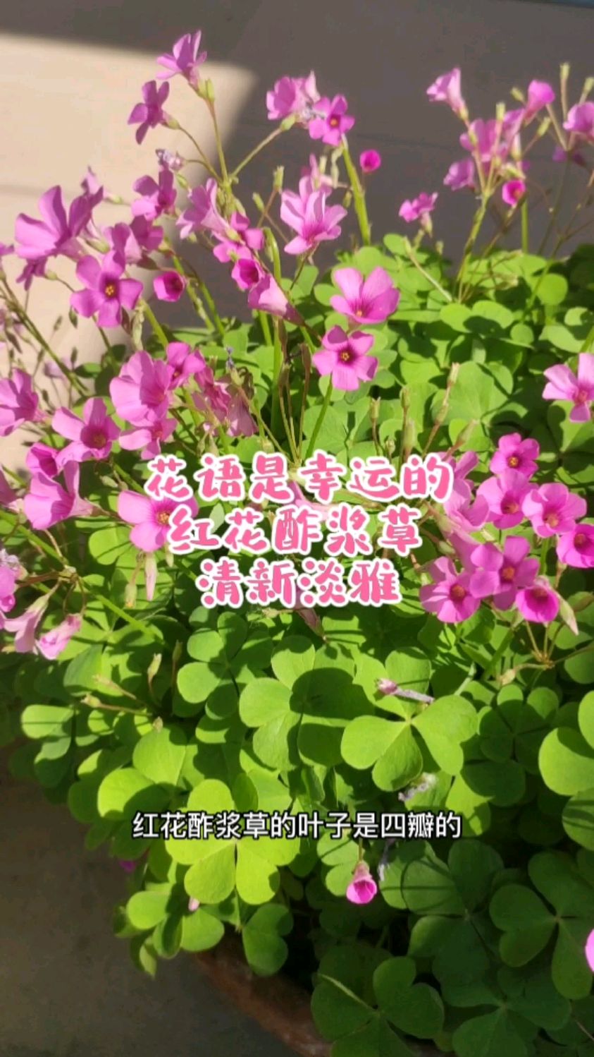 叶子是四瓣,花语是幸运的红花酢浆草,清新淡雅很美-度小视