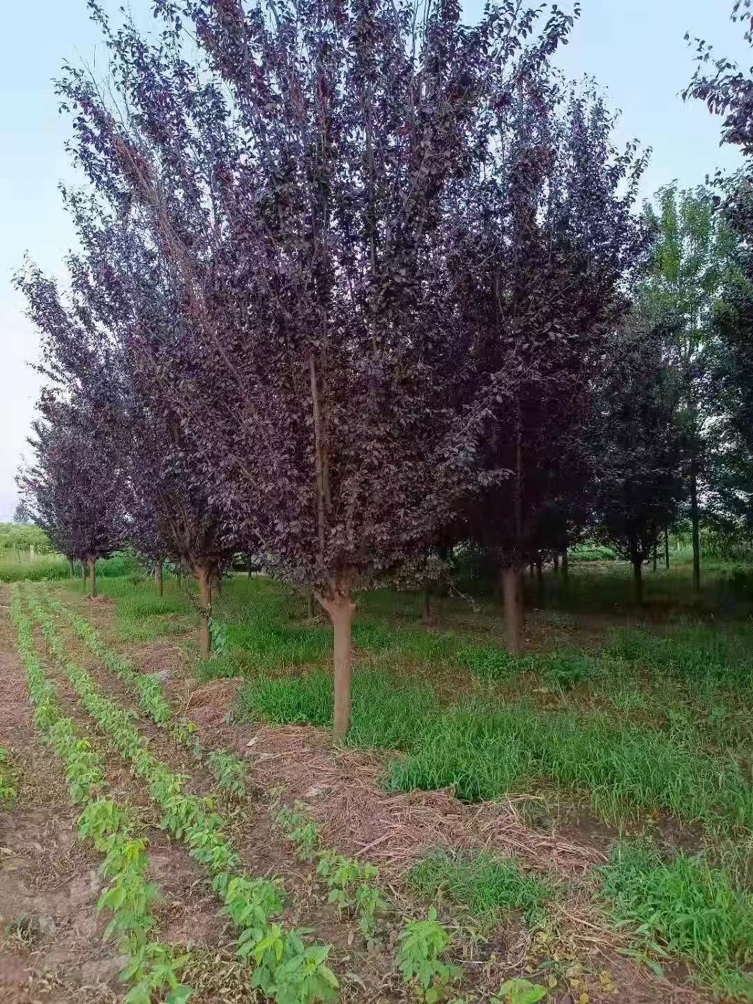 10公分紫叶李精品