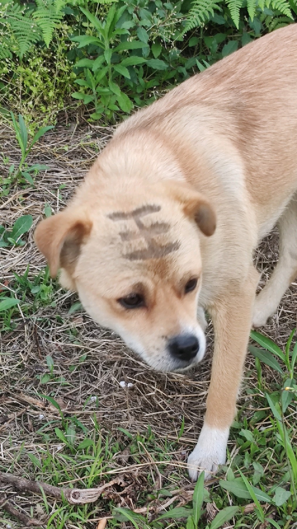 今天遇到一只头上被写了王字的狗子,希望以后不要这么对它了-度小视