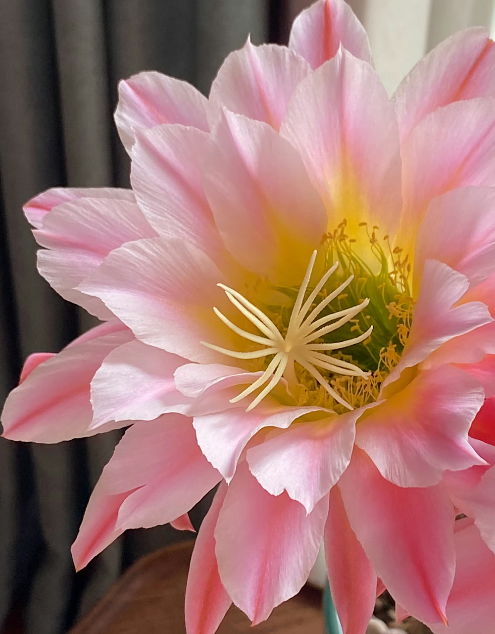 毛花柱曙光,花大色美.