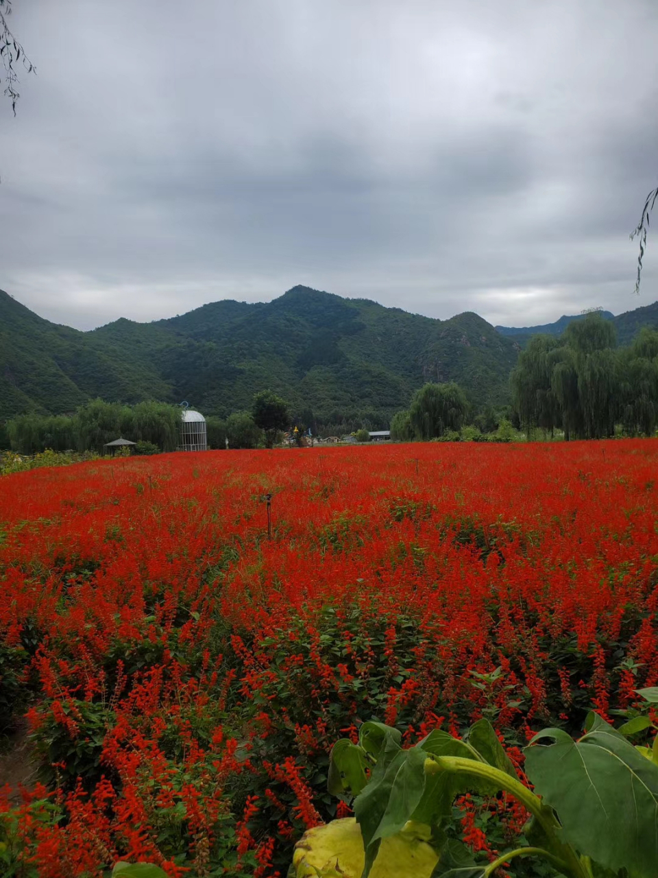密云人间花海,美若仙境!