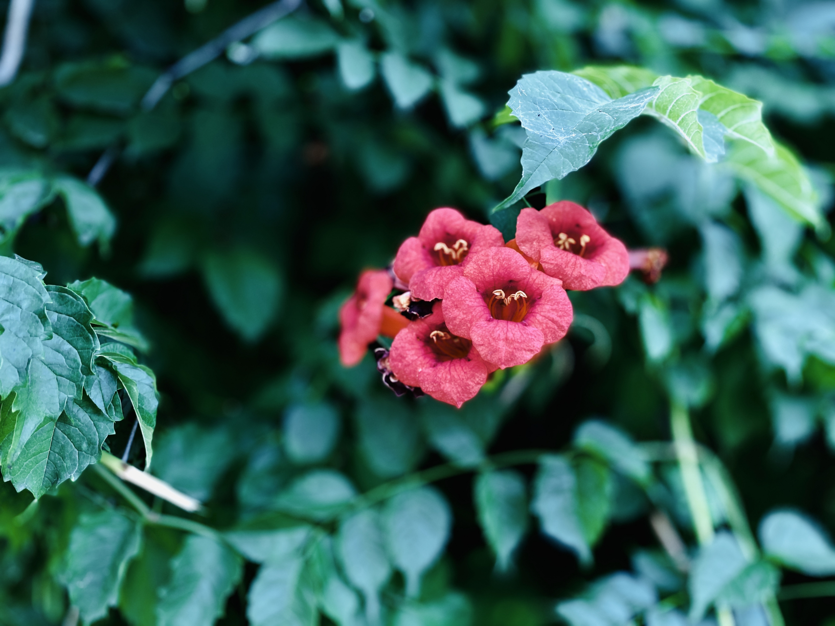 凌霄花(图文原创)  "我如果爱你——绝不像攀援的凌霄花,借你的高枝