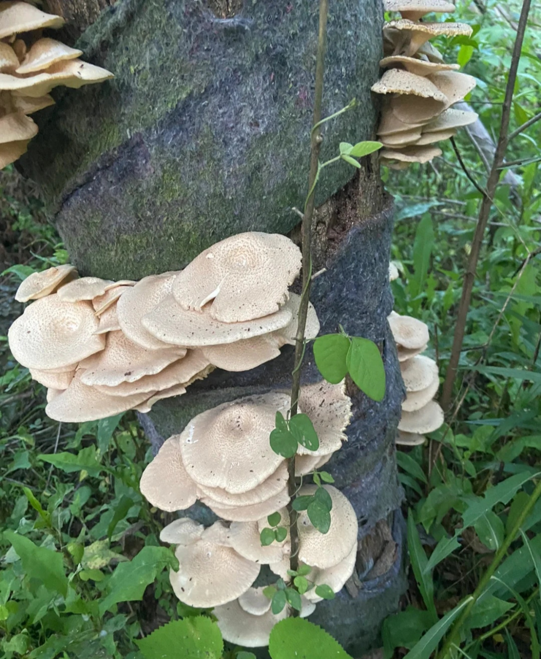 院子里的树干上长了很多白色蘑菇,是可以吃的吗?