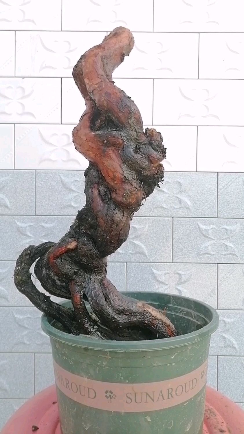 极度扭曲很有故事的一棵山木香老桩让人很遐想嫁接微月后的样子