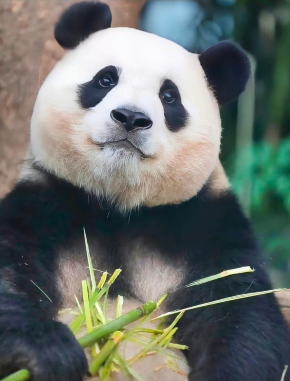 熊猫界第一漂亮.  独一无二的福宝.