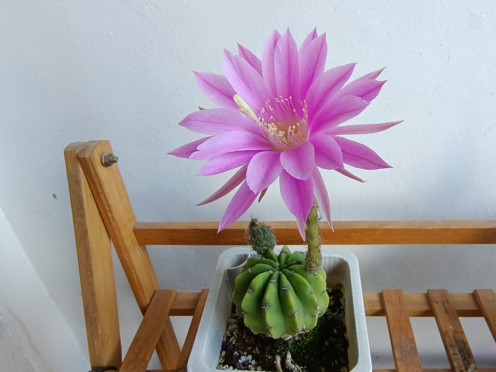 一大早就闻到了一股淡淡的香味,,仙人球又开花了,第一次开花授粉成功