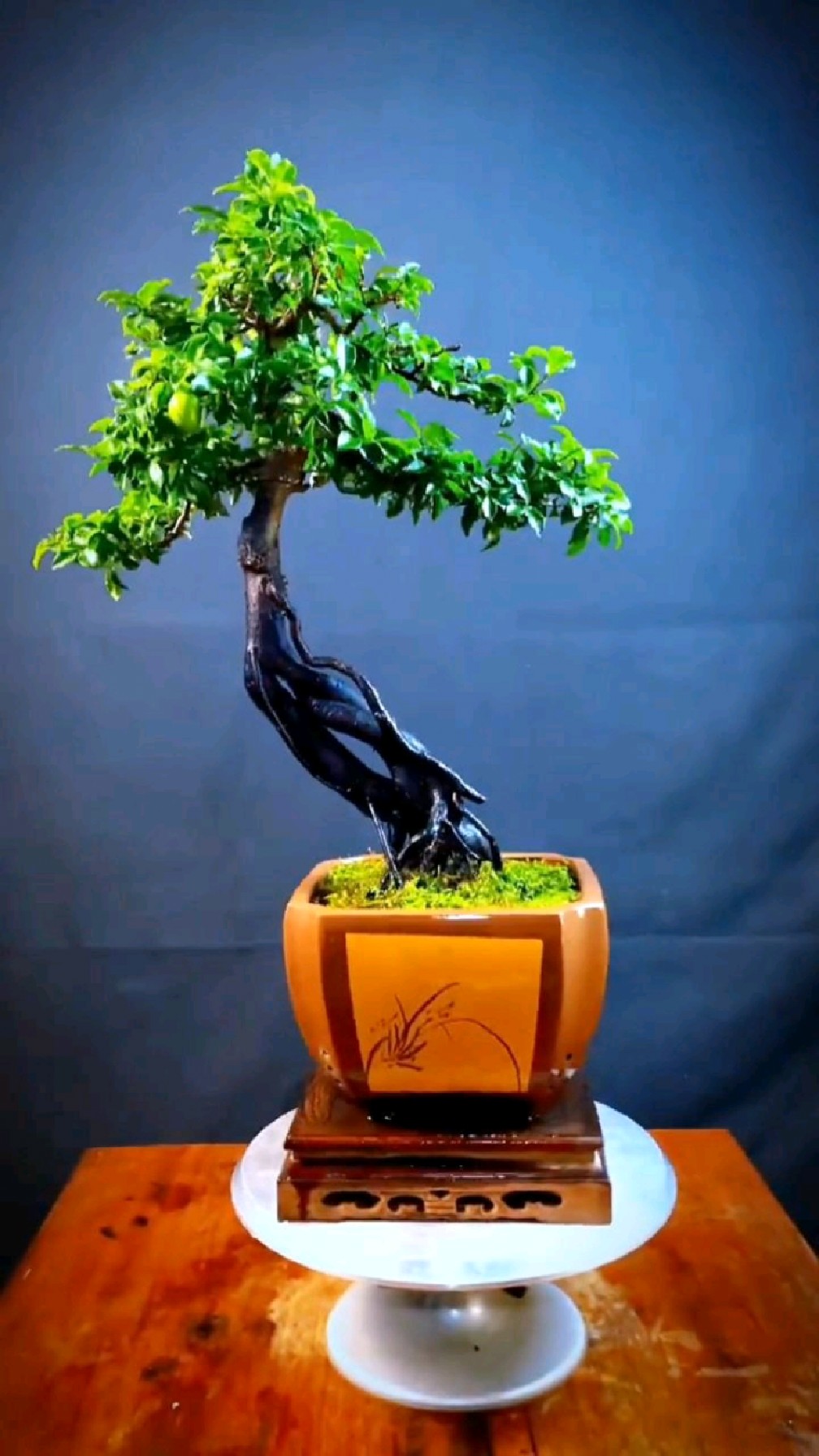 碳化雪红果金弹子