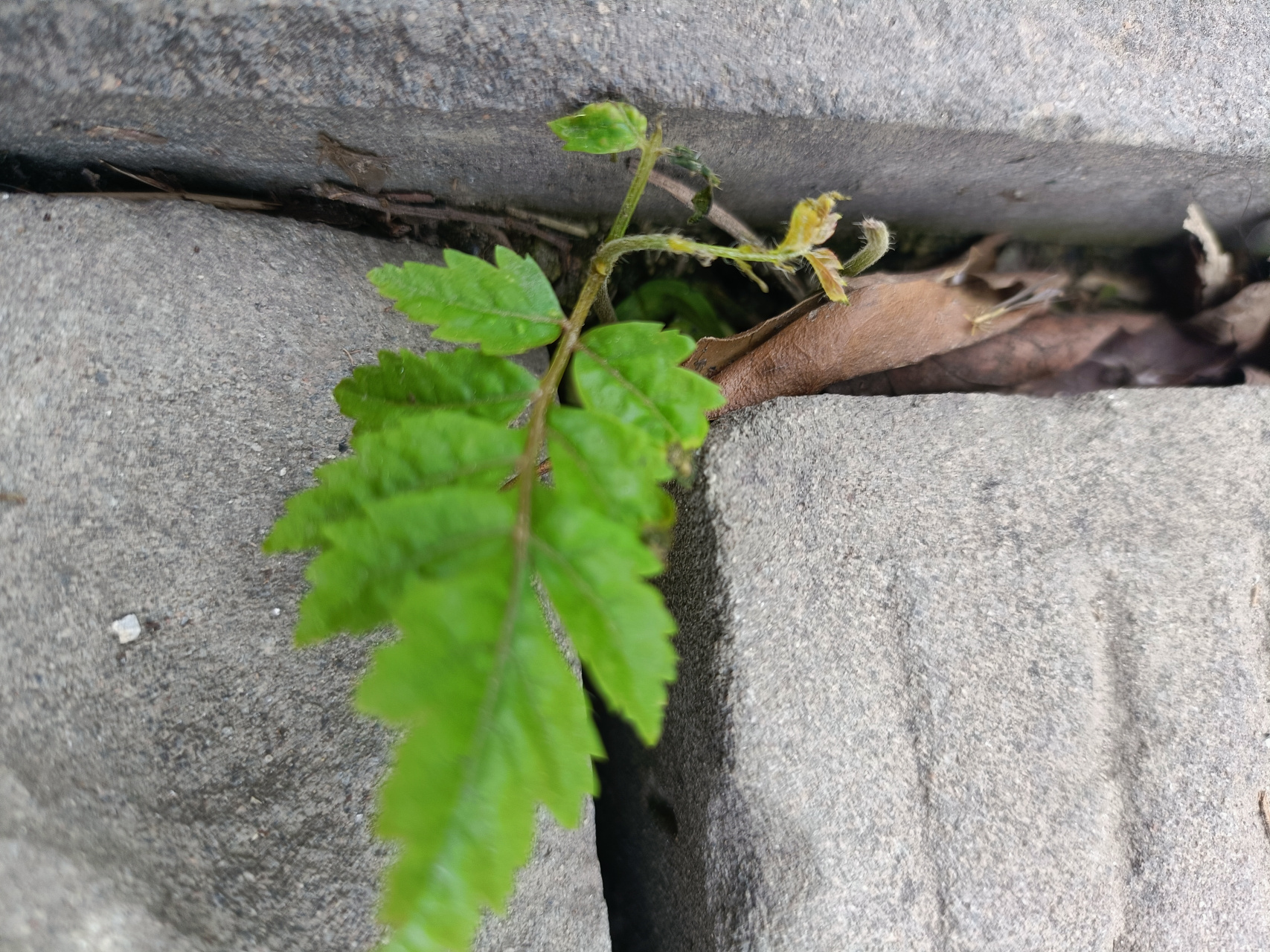 一棵小草,生在石缝中,或被压在石块下,暗淡无光,但是它却以顽强,令人