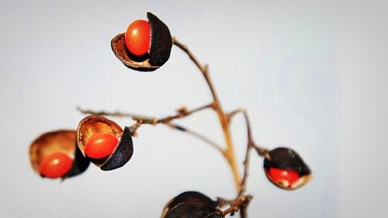 南国红豆最相思——王维《相思》里的红豆到底为何物?