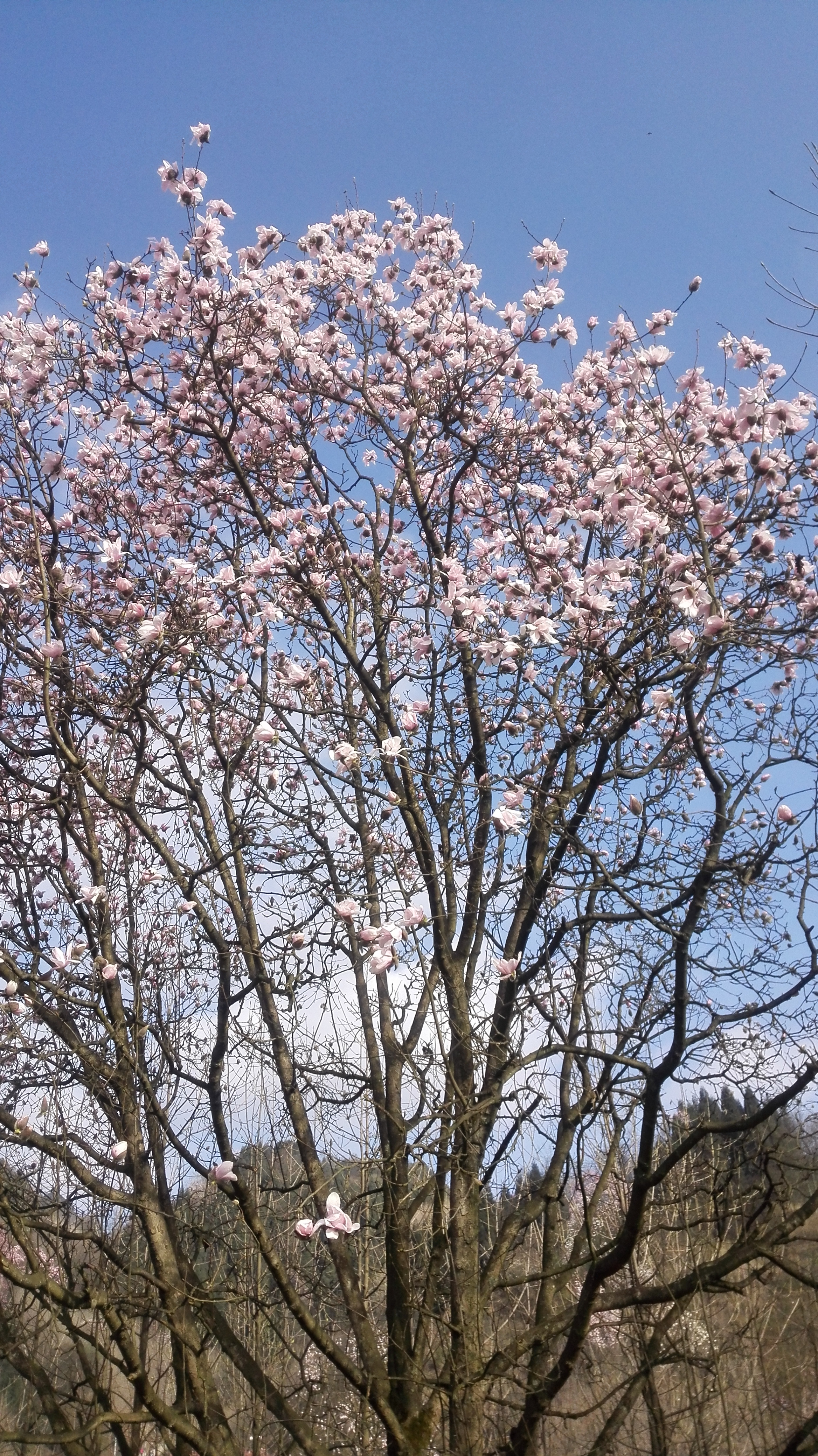 四川江油吴家后山赏辛夷花