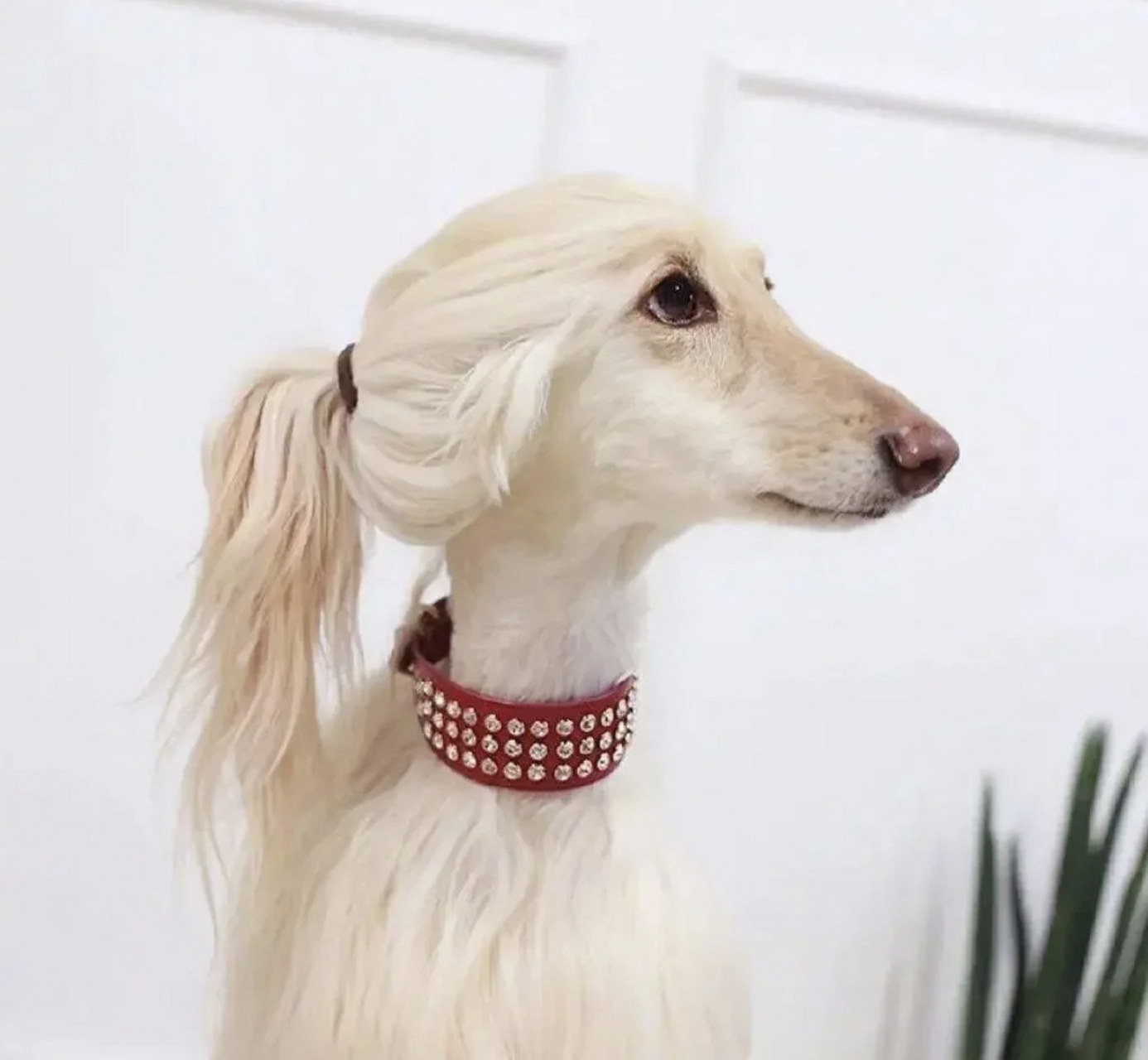 1000多给狗子做的发型,值不值?