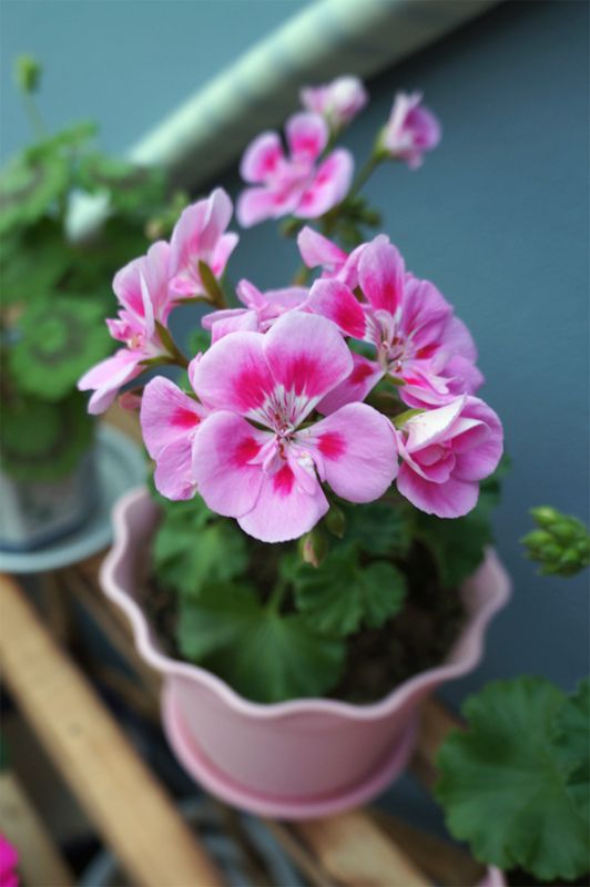 花色鲜艳的匈牙利国花,冬天养护好,做到四要点,花期能延长!