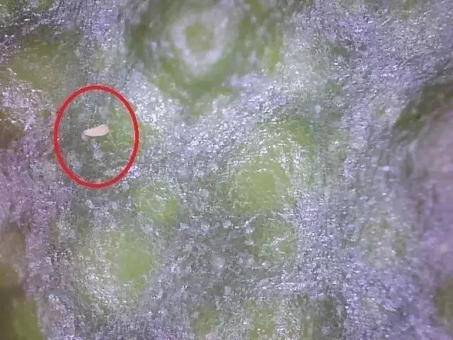 锈蜘蛛防治正当时,小心柑橘变成黑皮果!