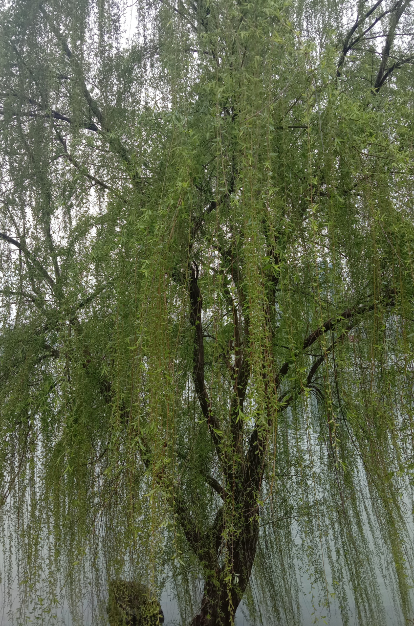 太热了,真是受不了,我好想回到我的山庄避暑.