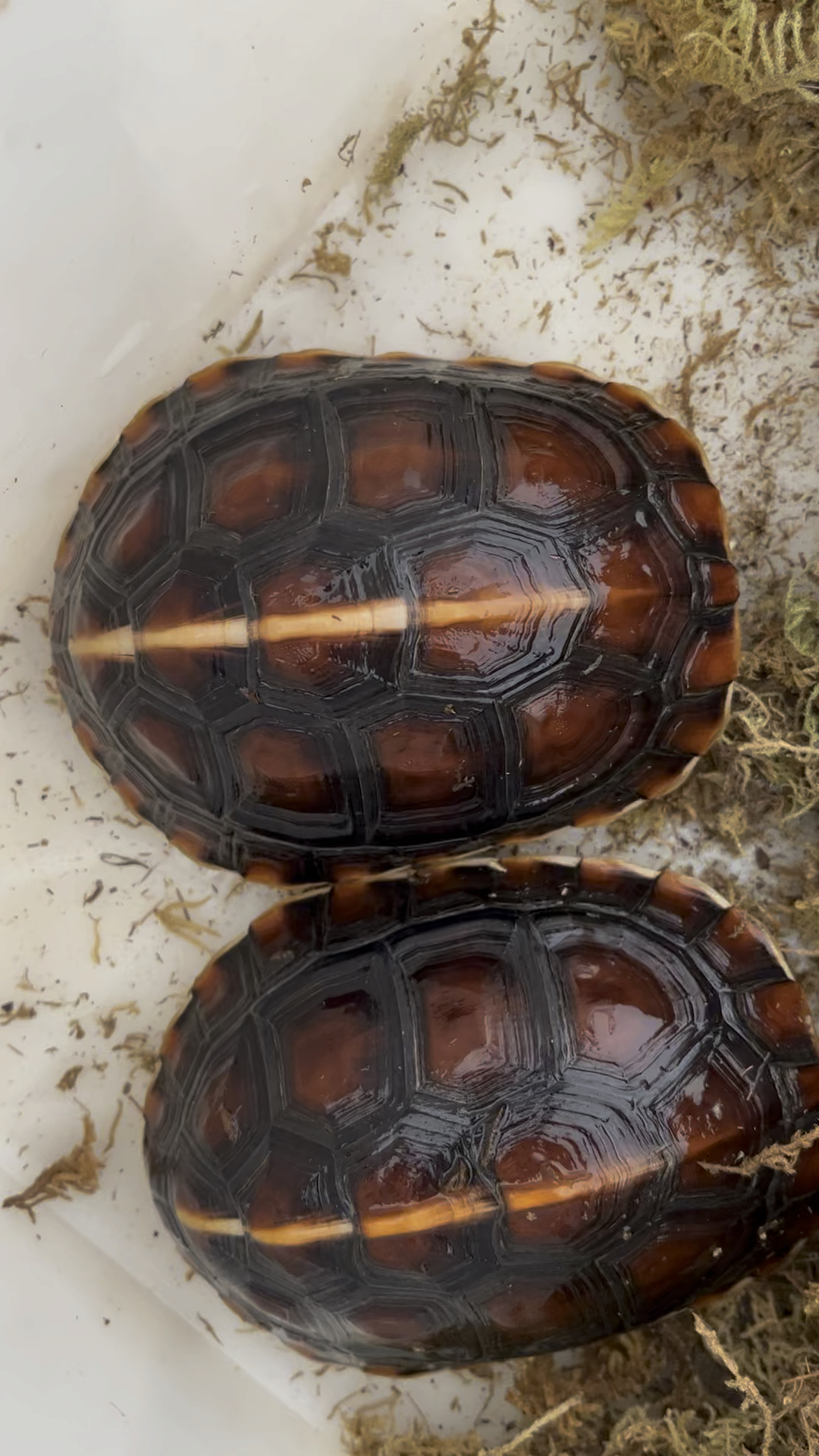 极品变异血红壳黄缘闭壳龟