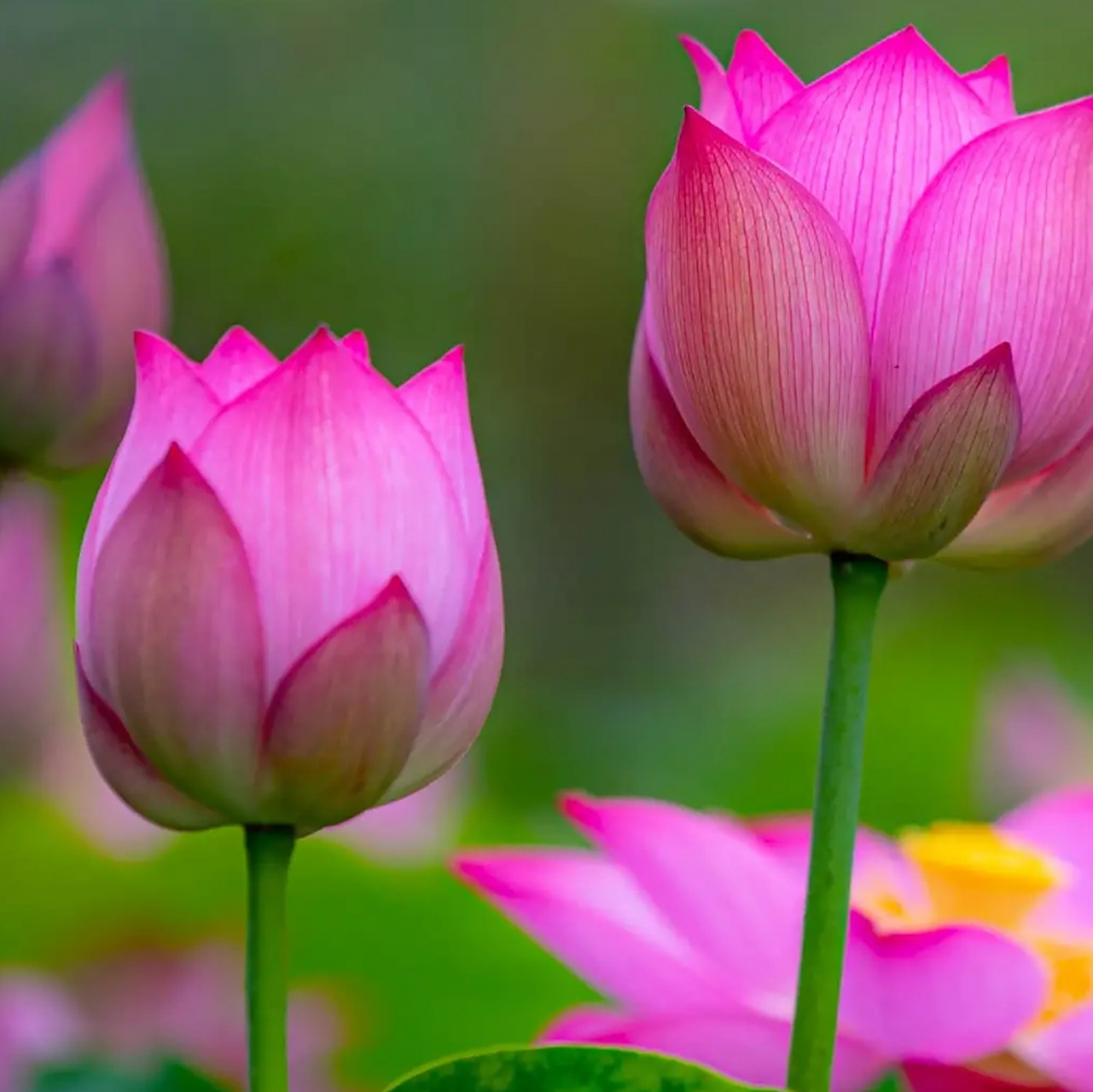 今见0269♂15美美和和0269♀15好运连连97炎夏荷花盛