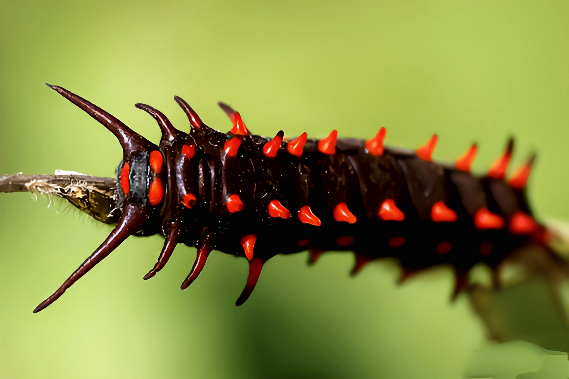 每天认识一种动物——美洲蓝凤蝶 美洲蓝凤蝶原产于北美洲,从加拿大