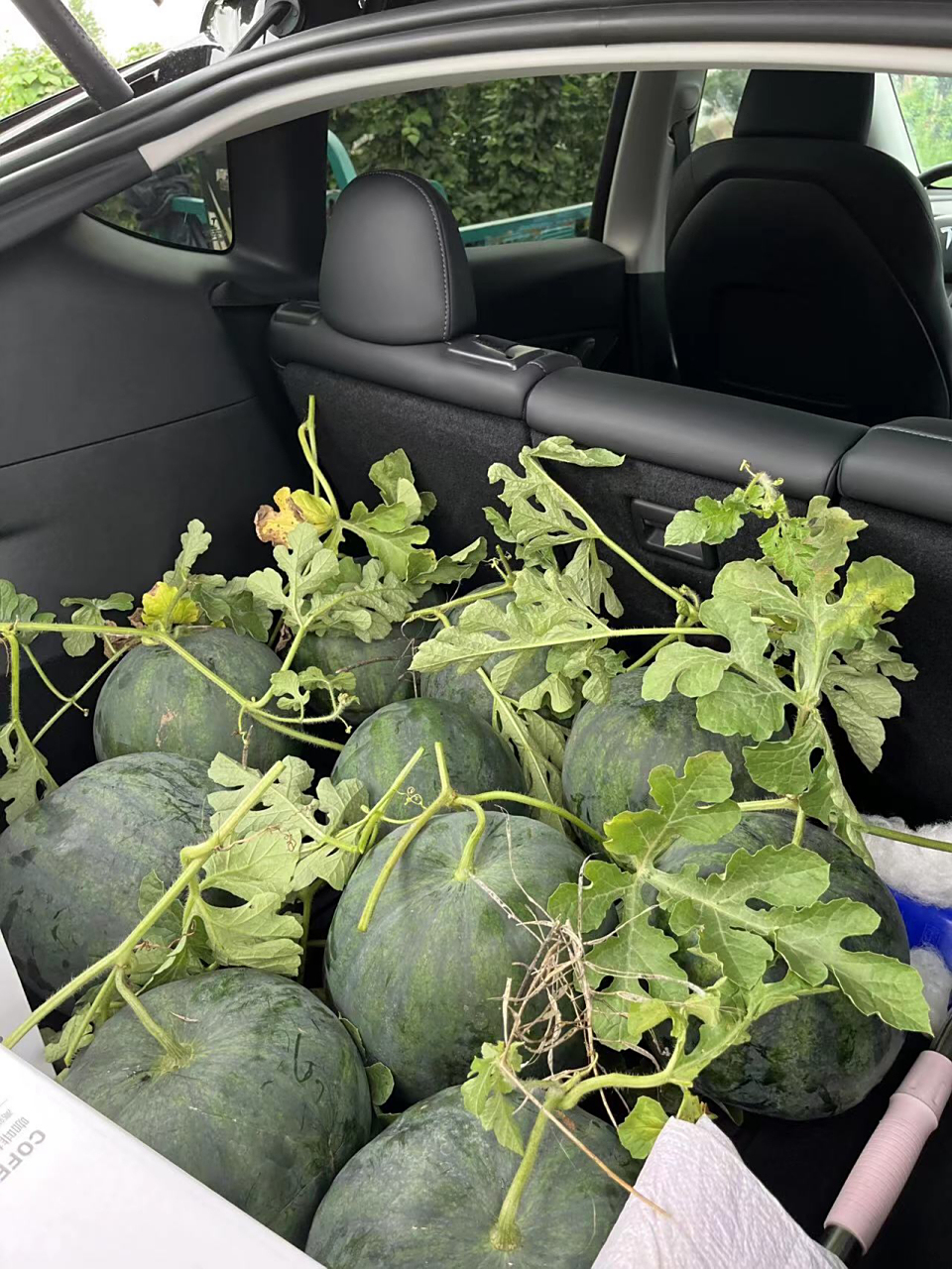 不过说个题外话,这个西瓜从颜色,外形和藤蔓来看,这西瓜味道应该泊眄