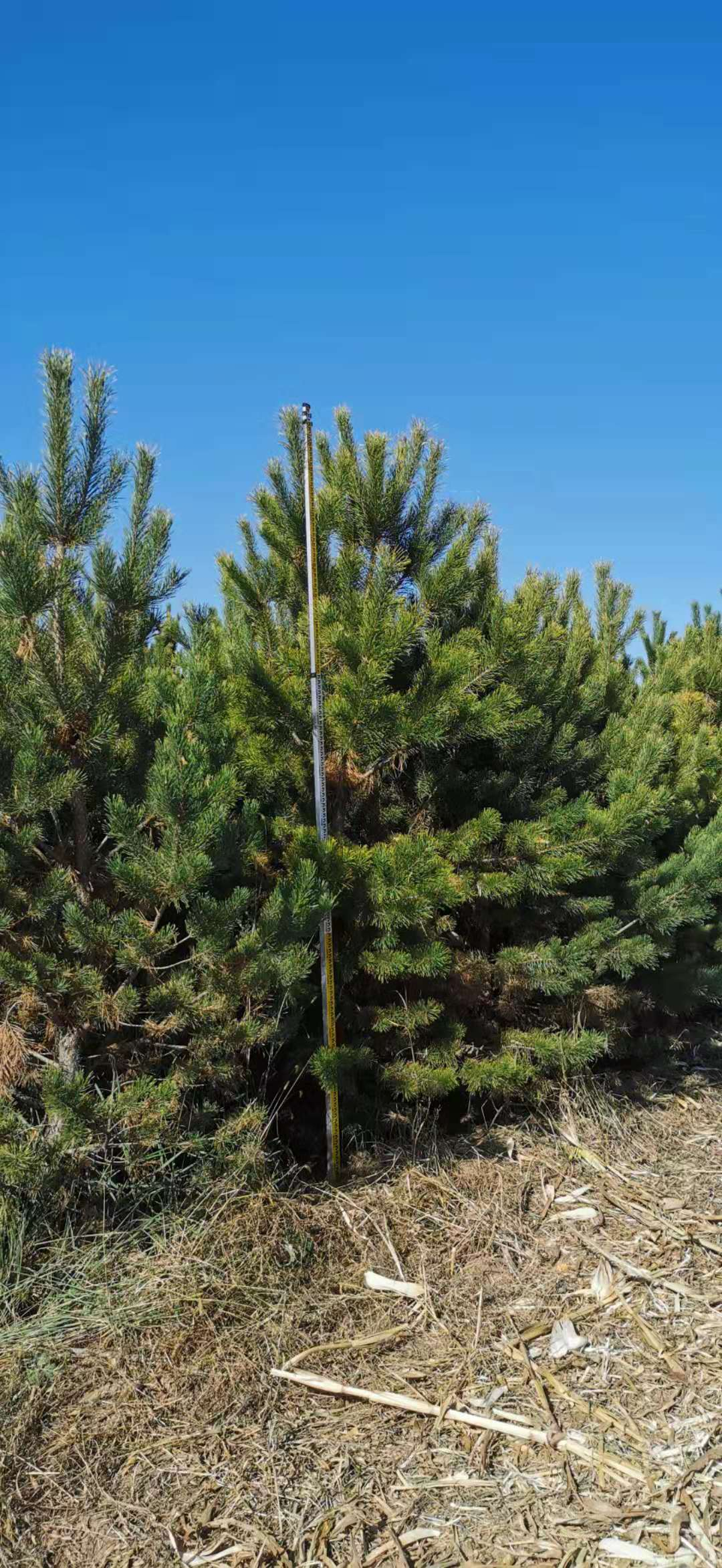 仟朵花木网|樟子松的病害防治