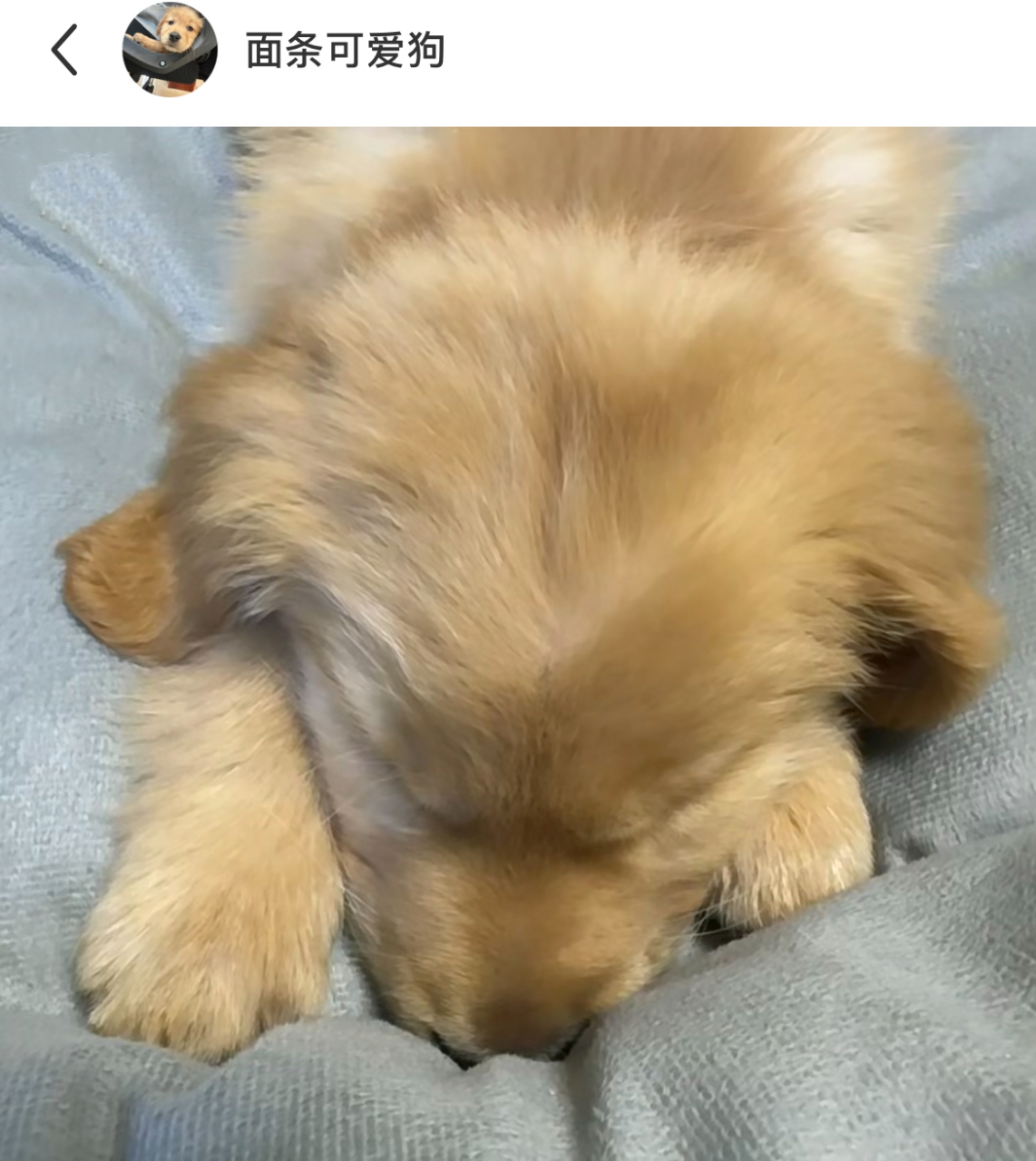 小金毛板鸭趴,太可爱了