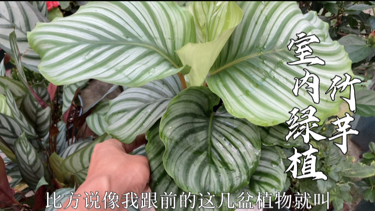 室内植物竹芋,经常出现叶片干尖甚至卷叶不生长,解决办法已总结