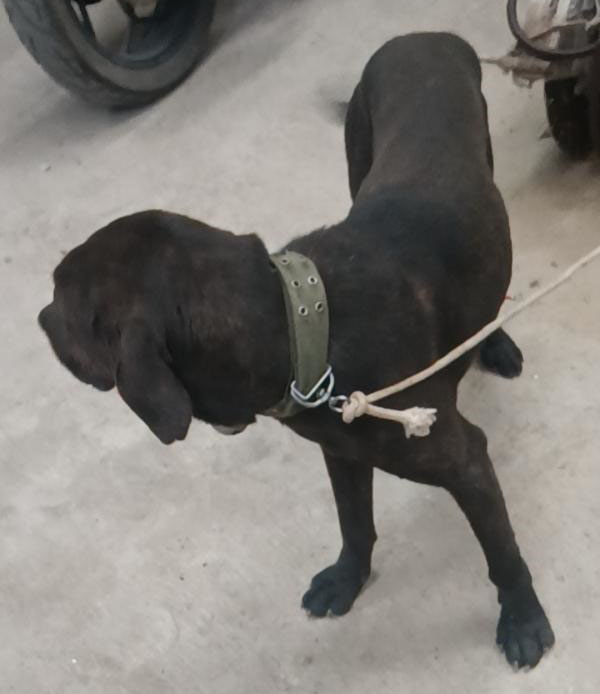 达州市万源市1000寻找普比串串犬