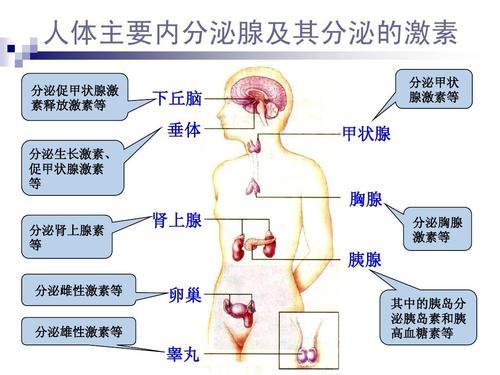 鲜为人知的人体十大内分泌腺