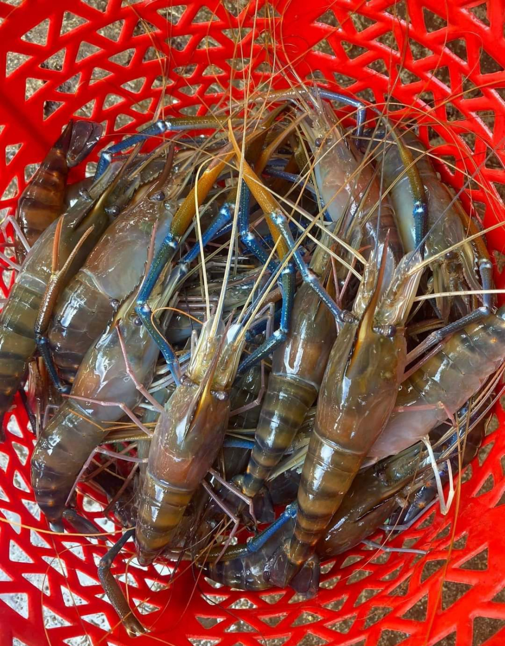 我想把柬埔寨湄公河里的大头虾空运到国内,有愿意合作的吗?