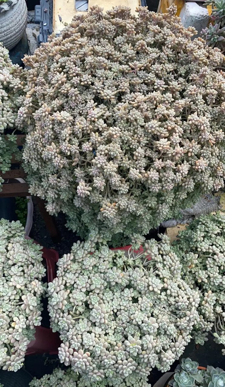 最有成就感的多肉之一,丸叶姬秋丽,轻轻松松就能养出一大盆,就像花球