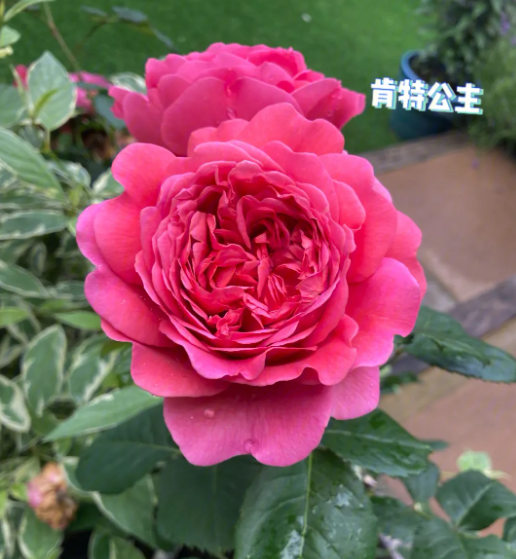 肯特公主月季的优缺点,美丽与挑战并存