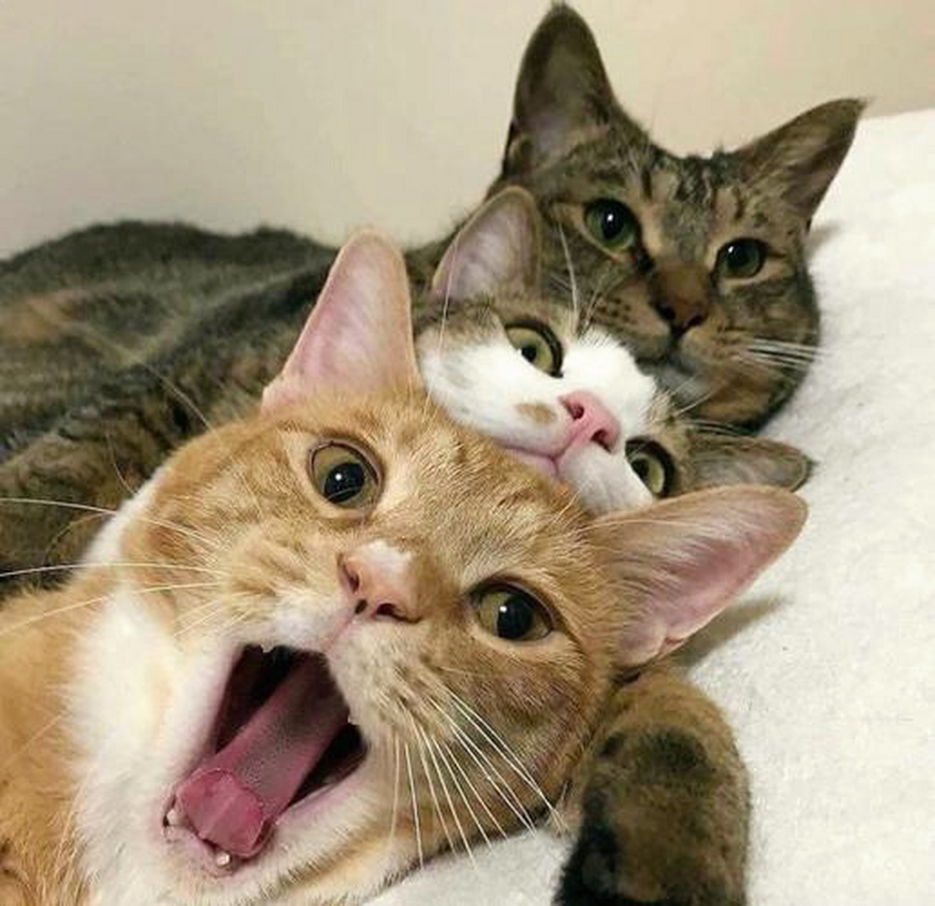 三只小猫咪,梨花是老大,随时照顾弟弟妹妹,吃住行都在一起.#动物趣图