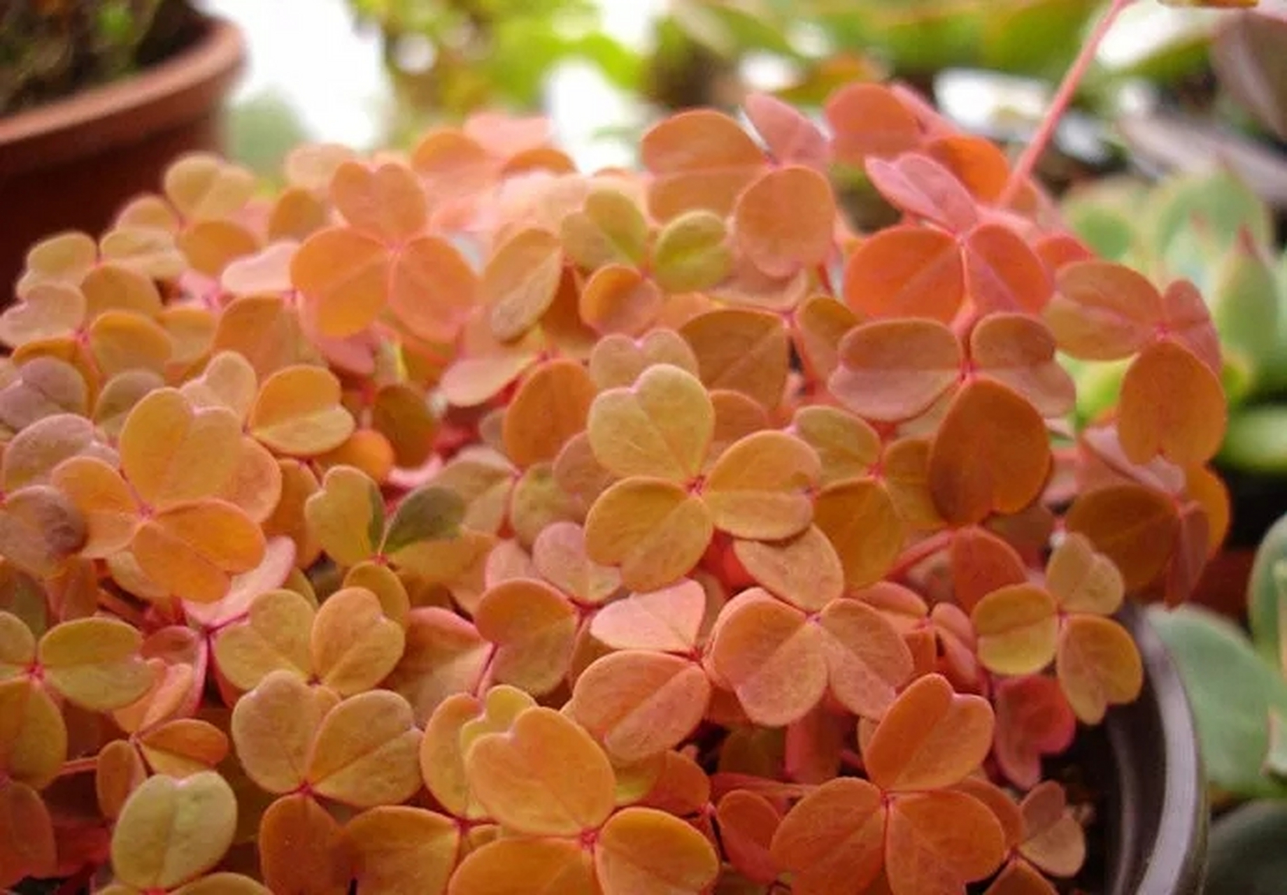 熔岩酢浆草,色彩绚烂,主基调是枫红色,所以也叫小红枫,这种酢浆草不