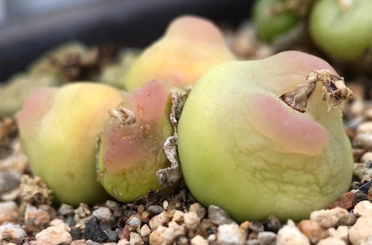 多肉植物肉锥花之拉登