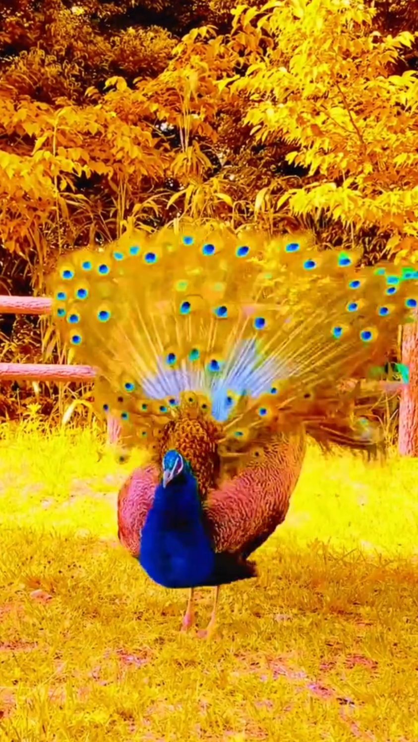 花孔雀开屏,真是美了