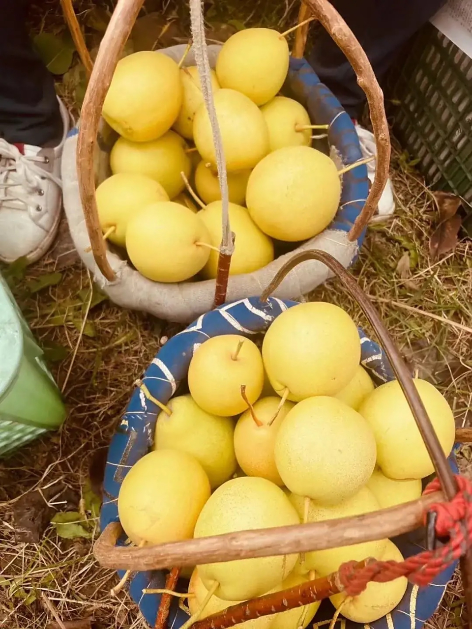 秋天是一个丰收的季节,皋兰石川的冬果梨又迎来了大丰收.