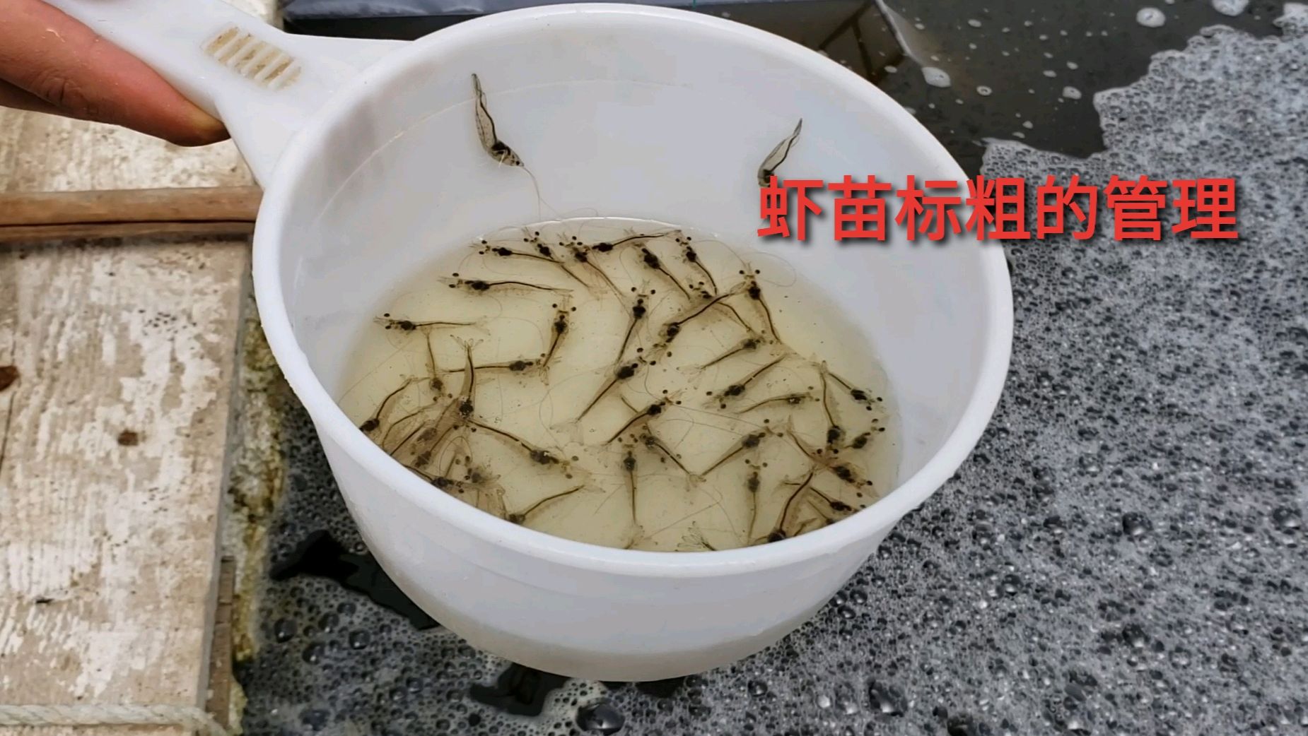 南美白对虾,虾苗标粗管理应该注意哪些问题?