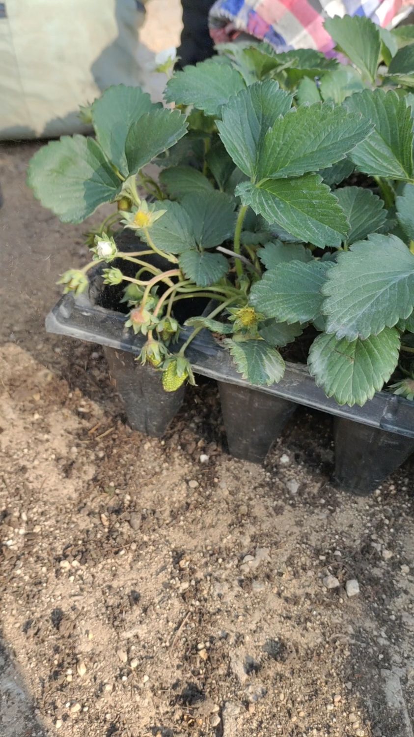 脱毒草莓苗,草莓种苗,裸根苗,穴盘苗,成活率高!