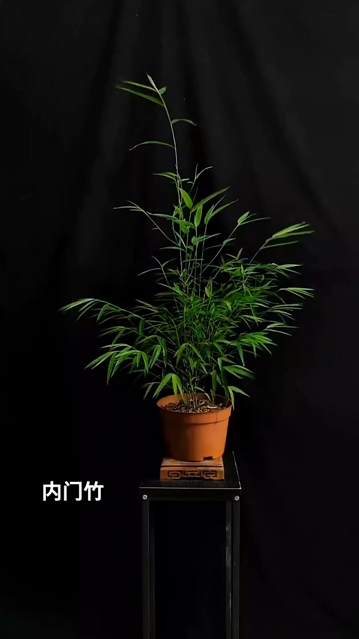 竹中精品内门竹
