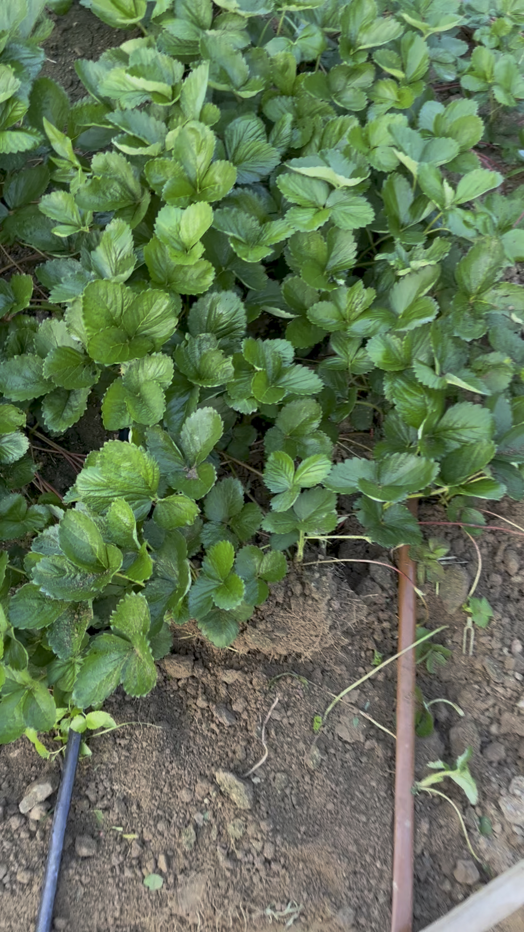 妙香3号草莓苗 脱毒苗种苗 生茬地育苗根系好的好的很 看着苗子质量