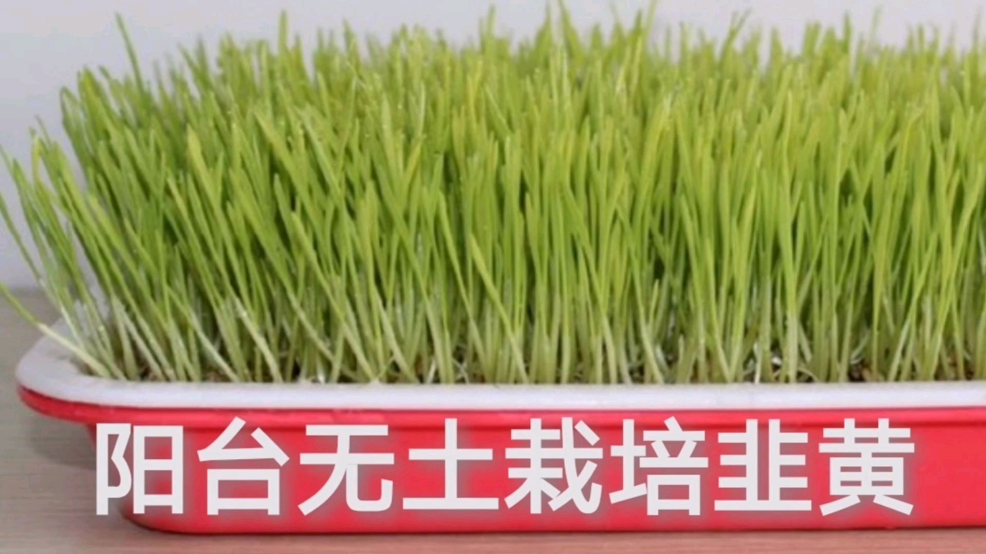 立秋养韭菜根,冬天在阳台无土栽培韭黄,过年吃无公害的韭黄饺子