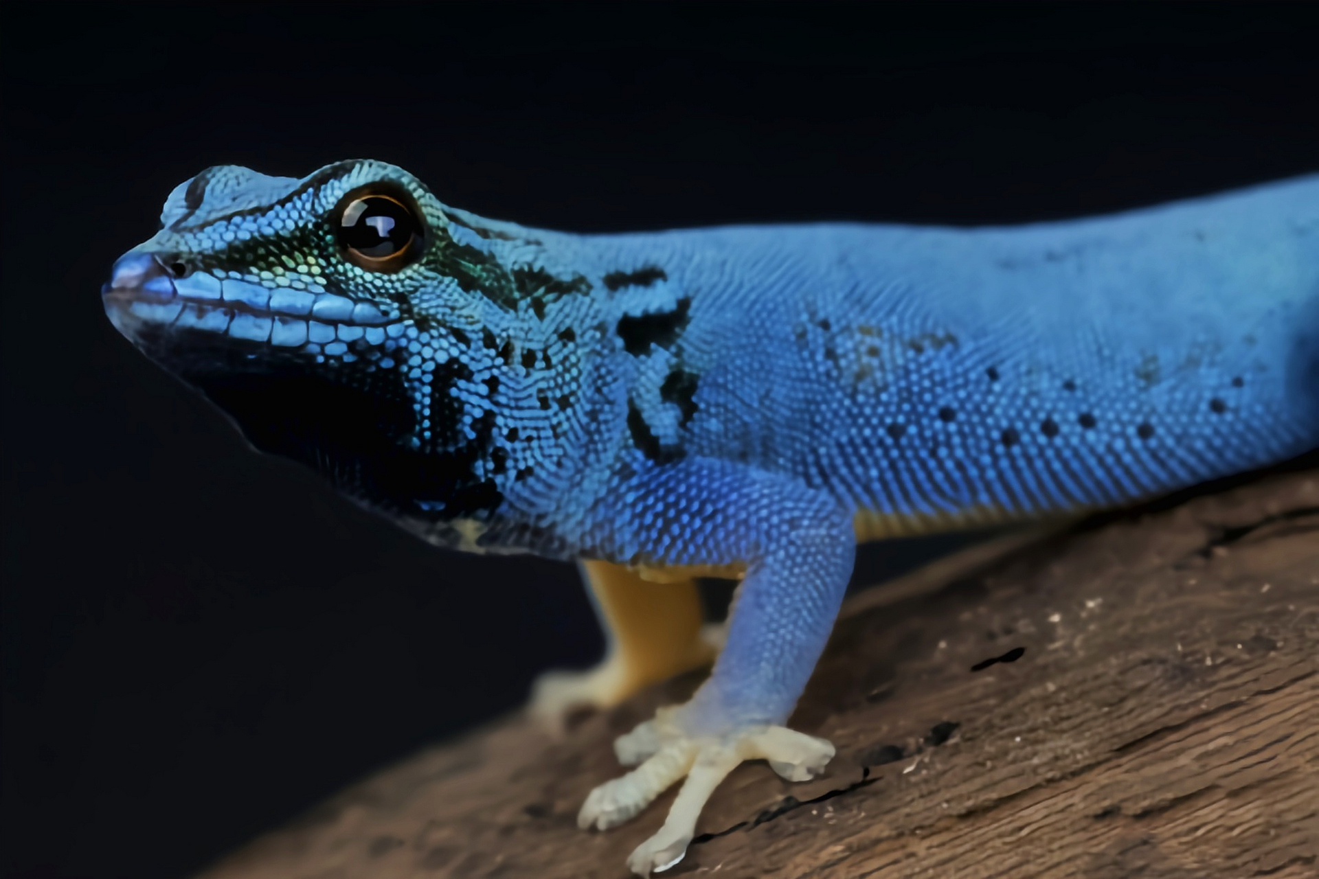 青蓝柳趾虎别名威廉氏柳趾虎,钴蓝日行守宫,是坦桑尼亚特有物种濒临