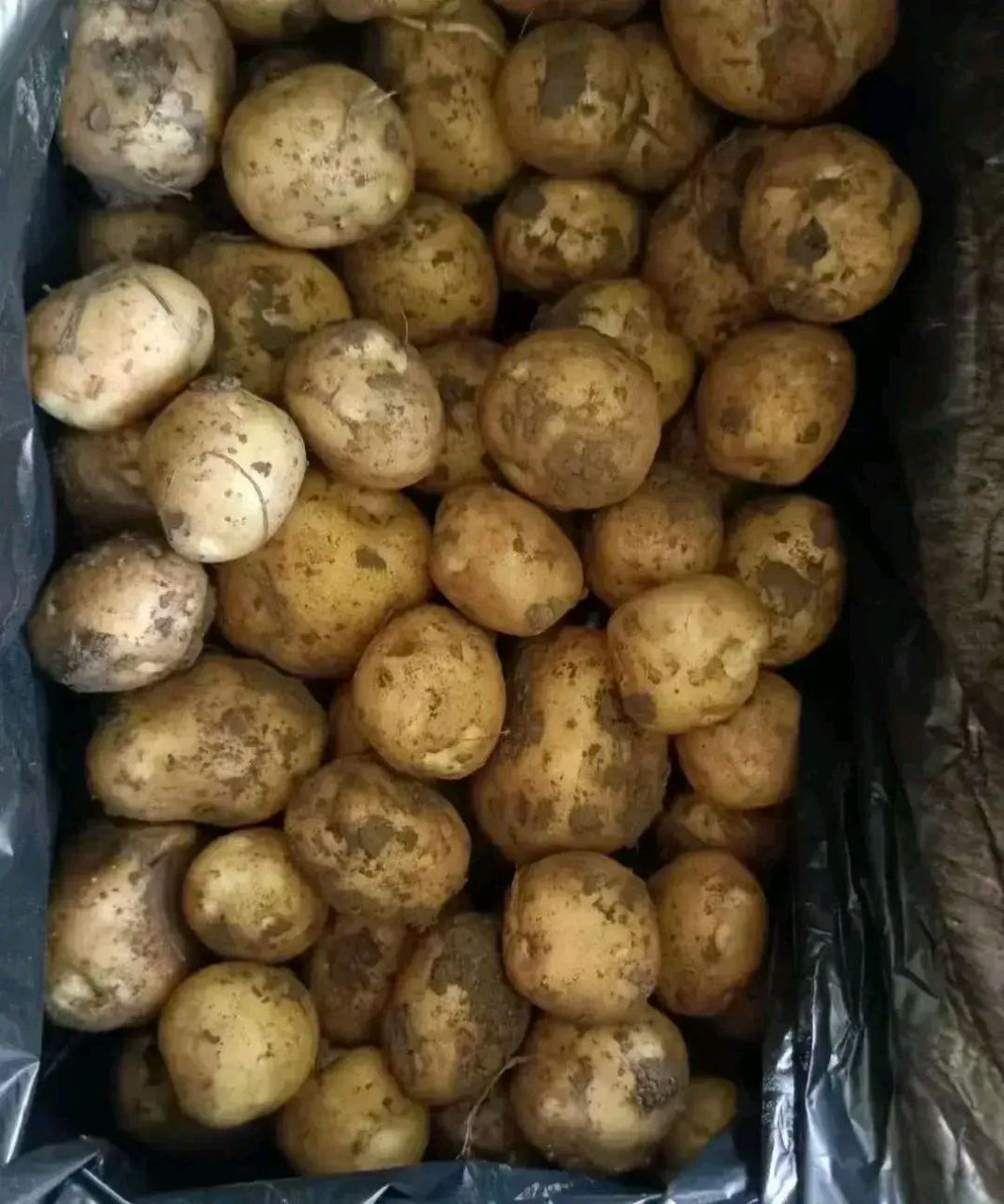 二舅这次来县城卖菜,顺利给我家里送来了50斤新土豆.