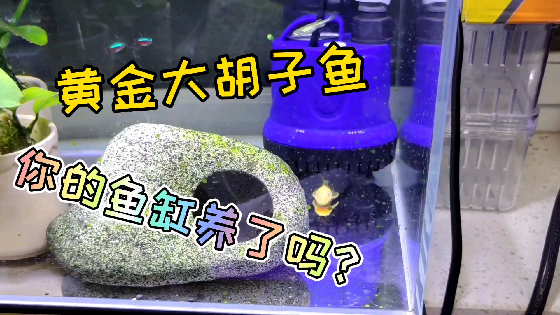 鱼缸长藻怎么办?工具鱼选哪种?黄金胡子鱼你值得拥有