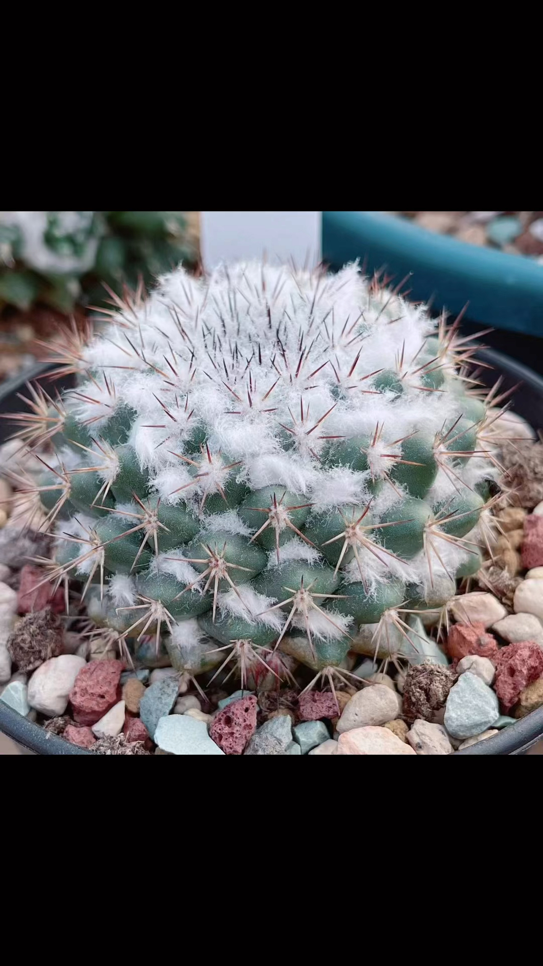 大冬天,雪糕系仙人球