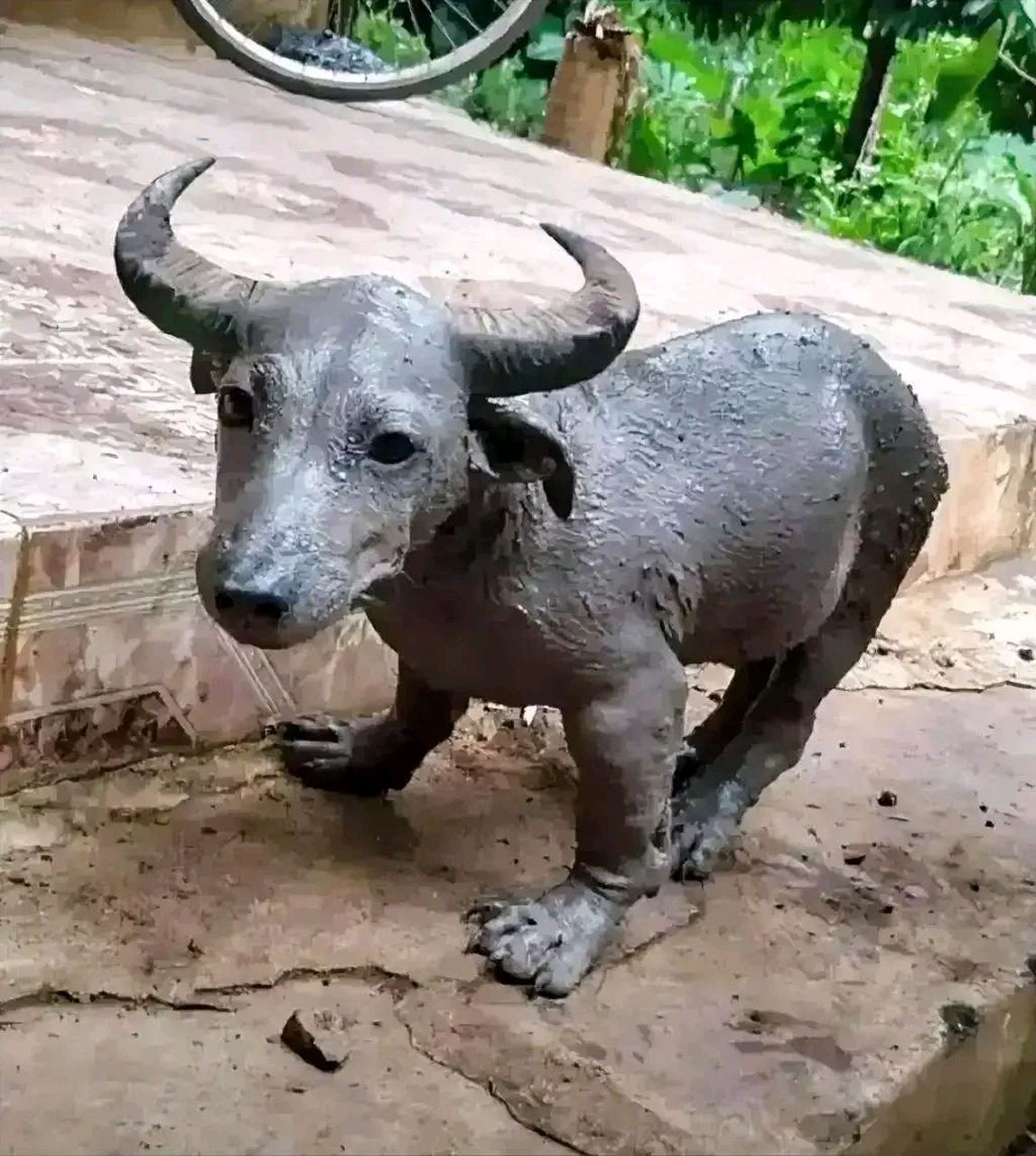 这是湖南黄先生家的牛,不过它是一只袖珍水牛.