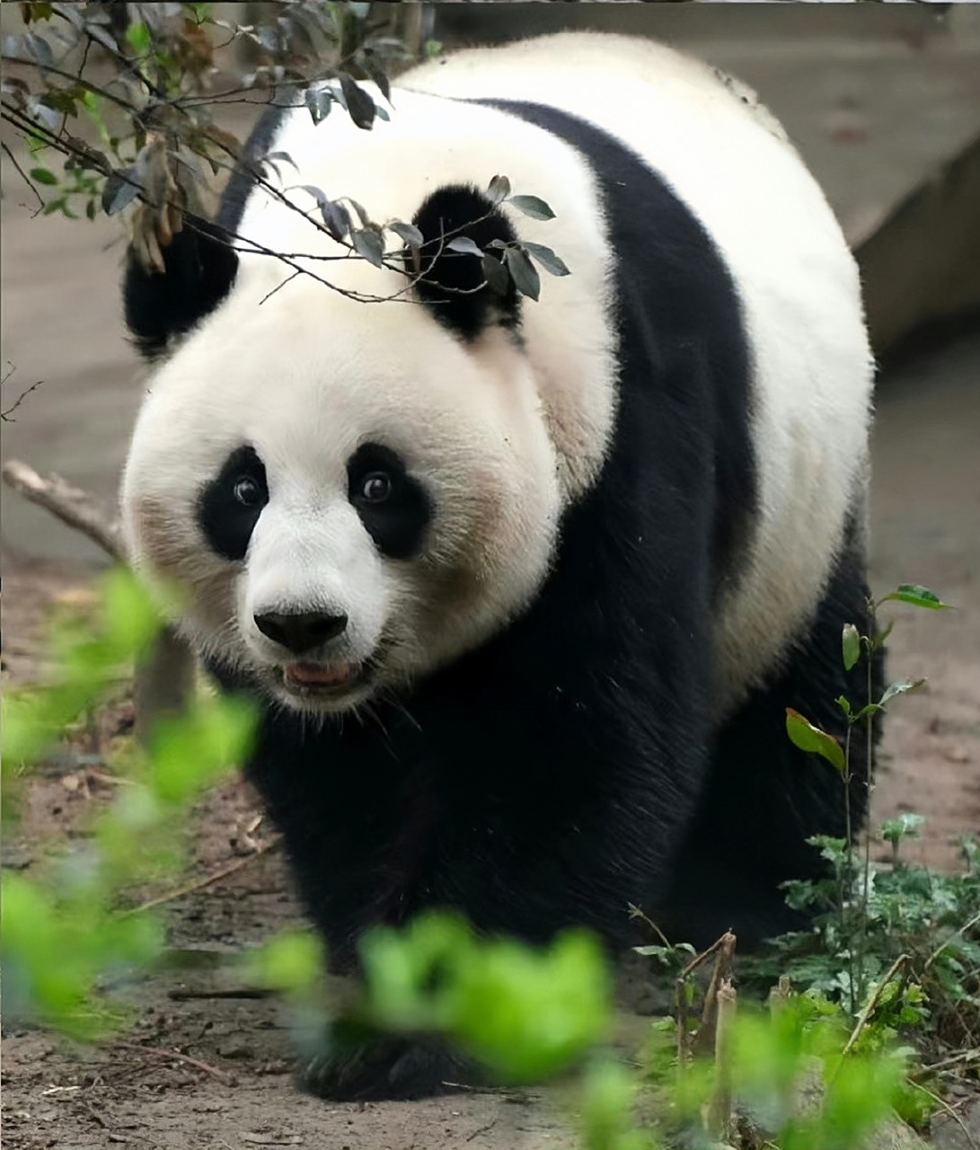 大熊猫昭美,因长相酷似冯巩老师而得"冯"姓,全名"冯昭美"!