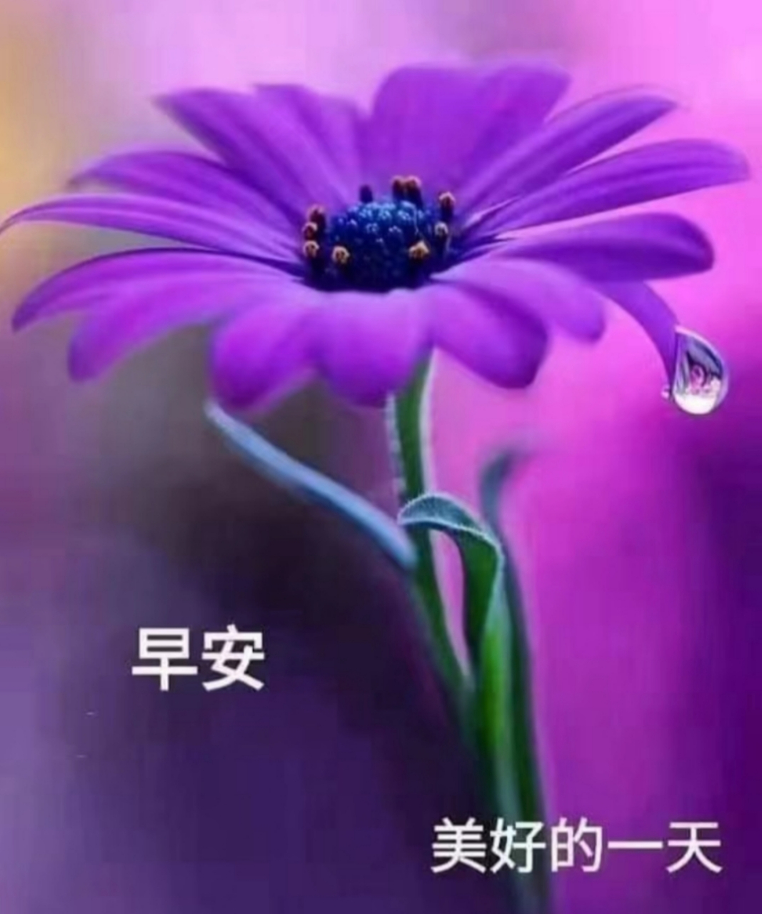 早安心语#  紫气东来  接好运 愿你的事业红的发紫 愿你的爱情甜让圹