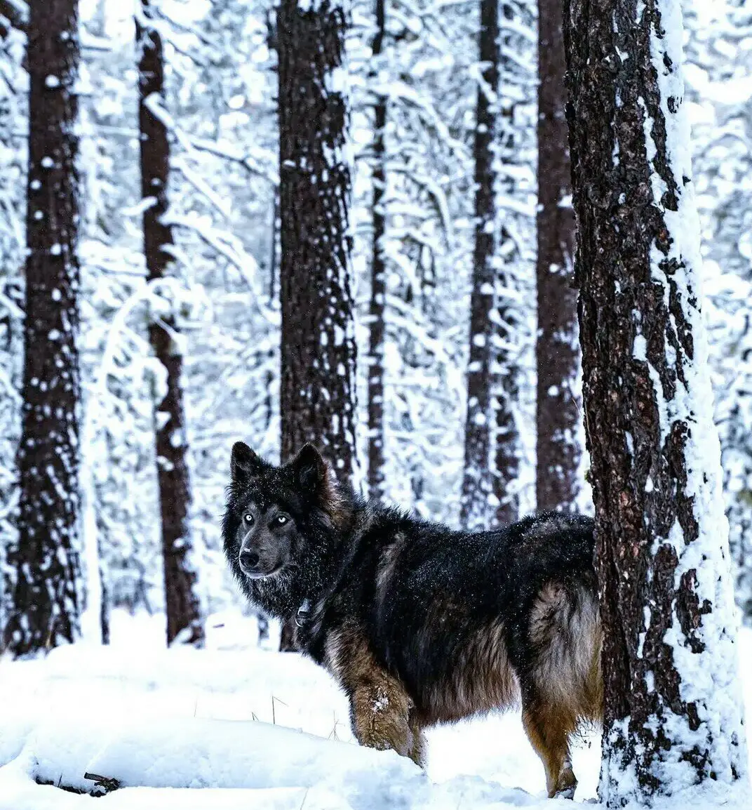 蓝湾牧羊犬头像图片